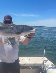 Striped bass caught during fishing tour in MA