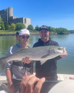 Striped bass fishing in MA
