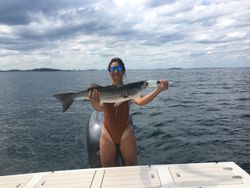 Striped Bass caught in Hingham, Massachusetts