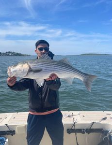 A striped bass fish caught by a person in Hingham