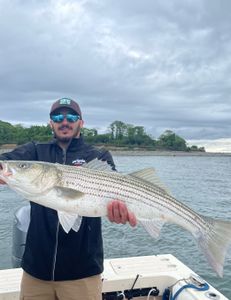 Striped bass caught by a fisherman in Hingham