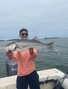 Striped bass fishing in Hingham
