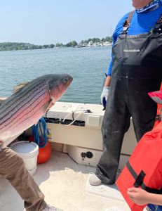 Striped bass fishing in Hingham