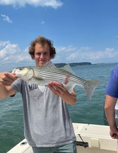 A striped bass caught in Hingham, Massachusetts