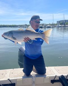 Striped bass caught in Hingham, Massachusetts