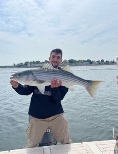 Striped bass caught in Hingham, Massachusetts