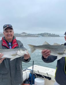 Two striped bass caught in Hingham, MA during fishing tours