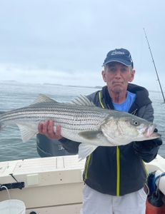 Striped bass caught in MA