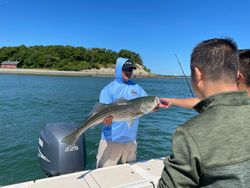 Striped bass caught in MA