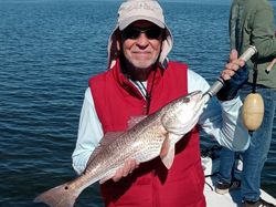 Redfish caught in Crystal River, Florida