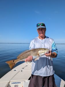 Redfish caught in Crystal River, Florida