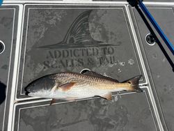 Fish-Species