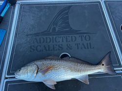 Fish-Species