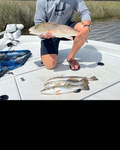 Two redfish and spotted weakfish in a fishing scene in Florida