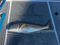 Fish-Species