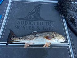 Fish-Species