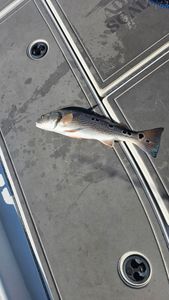 Fish-Species