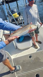 Fish-Species