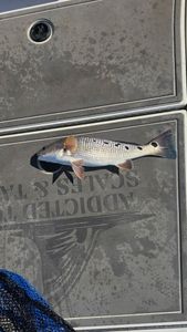Fish-Species