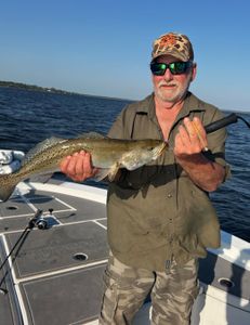 Spotted weakfish caught by fisherman in Milton
