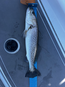 Freshly caught beauty on display.