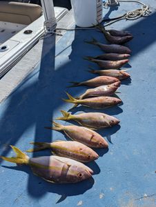 5 fish caught during a fishing tour in FL