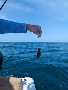 Angler fishing in FL