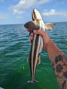 Cobia Spotted in Cudjoe Key!