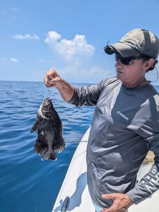 Tripletail fish caught by angler in FL