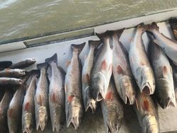 7 fish caught fishing in LA