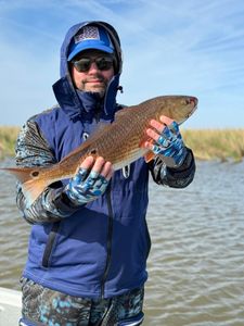 Redfish, fishing in LA