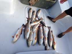 Redfish caught in LA