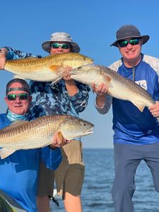 Three redfish caught in Venice, Florida