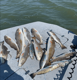 13 spotted weakfish and redfish caught in TX