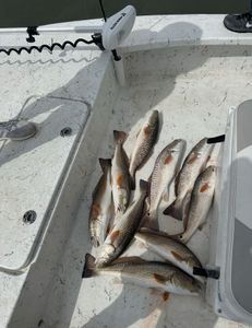 Five redfish caught in Pleasanton