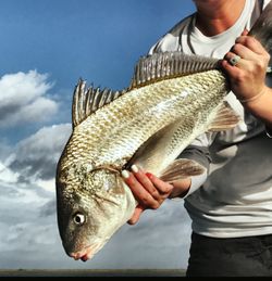 Black Drum fish caught in TX