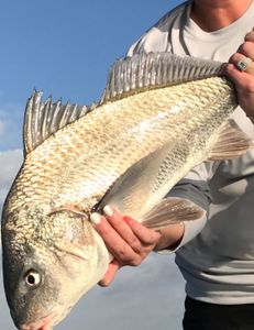 Photograph of a black drum fish caught in TX