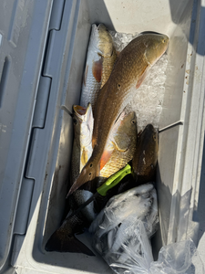 Great catch in the cooler! Clear skies made for perfect fishing conditions.