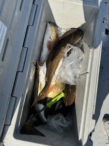 Great day on the water! Fresh catch properly iced and ready to go.