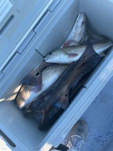 Two redfish and channel catfish in TX