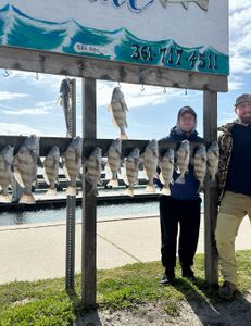 11 massive black drum fish caught in TX