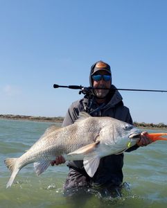 Massive black drum caught in TX
