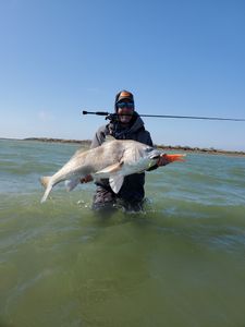 Caught a Black Drum, 29-inch fish, in Pleasanton