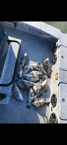 Fishing in Pleasanton