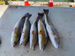 4 fish caught in Pleasanton