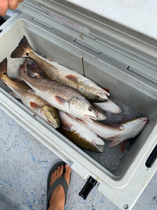 Triple redfish success in Port Aransas waters!