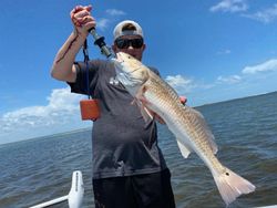 Redfish measuring 26 inches caught in TX