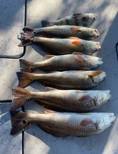 7 redfish and black drum caught in TX