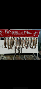 Nice redfish caught using jigging and trolling techniques in clear conditions.