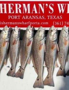 Six redfish caught in TX